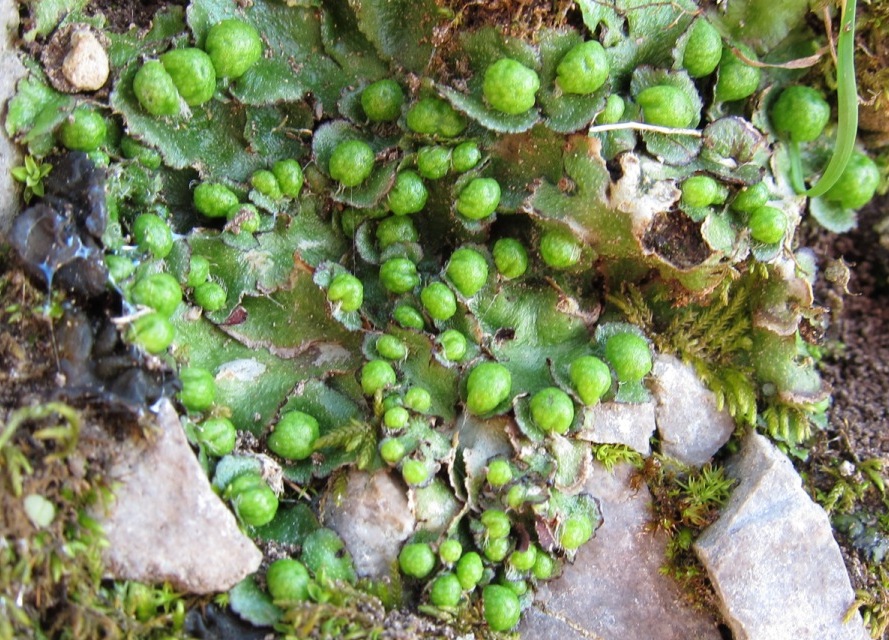 Reboulia hemisphaerica??